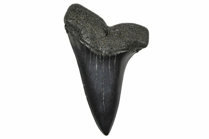 Fossil Broad-Toothed Mako Tooth - South Carolina #374747